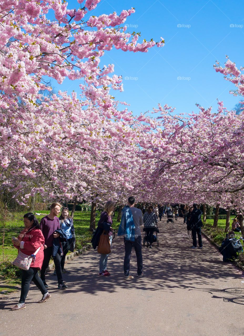 Pink park