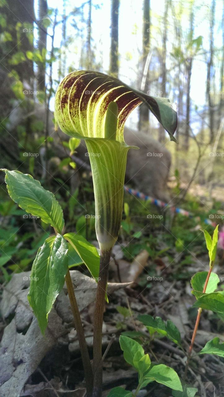 Jack in the Pulpit