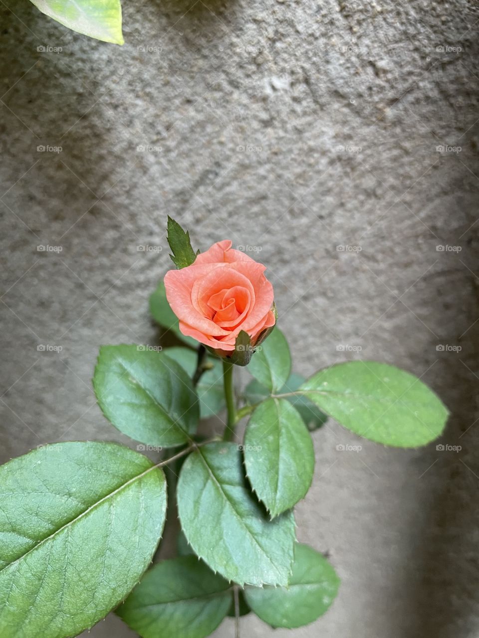 Beautiful Pink Rose