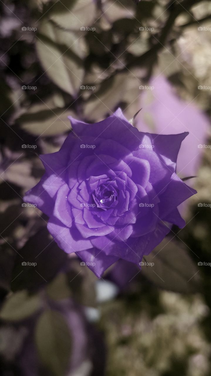 #rose , #flowers  ,#violet , #rainddrop ,  #rain ,#violet