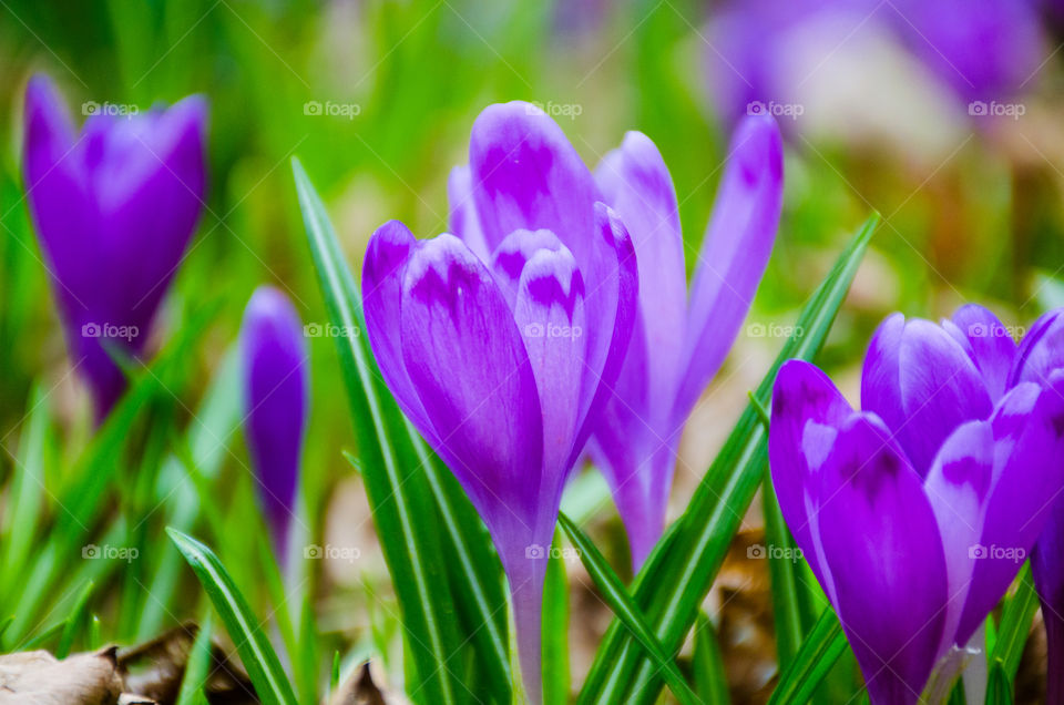 Close-up of purple flowers