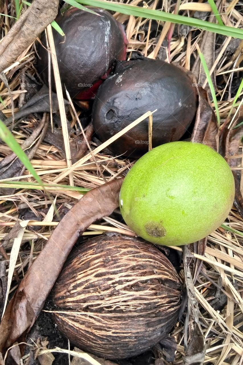 Maja fruits on the ground