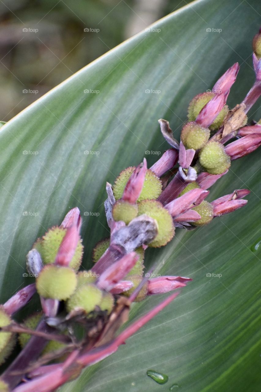 Closeup photo of a Cannon Lili resting on a leaf 