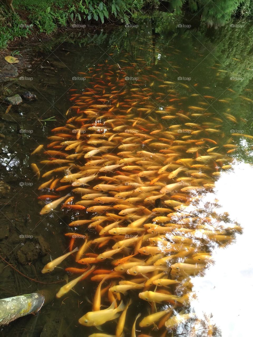 Sky shadow on the water full with gold fish