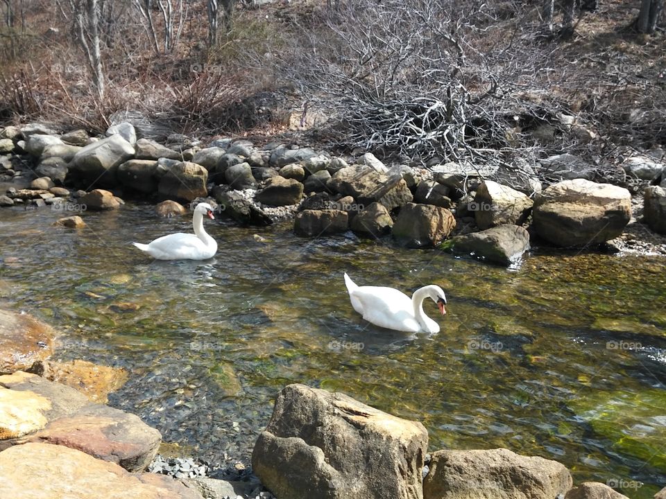 Two beautiful swans enjoying a lazy river in the early spring sunshine [original photo].