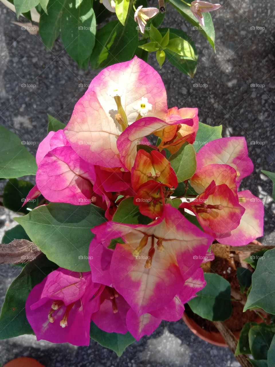 Flowers don’t tell, they show