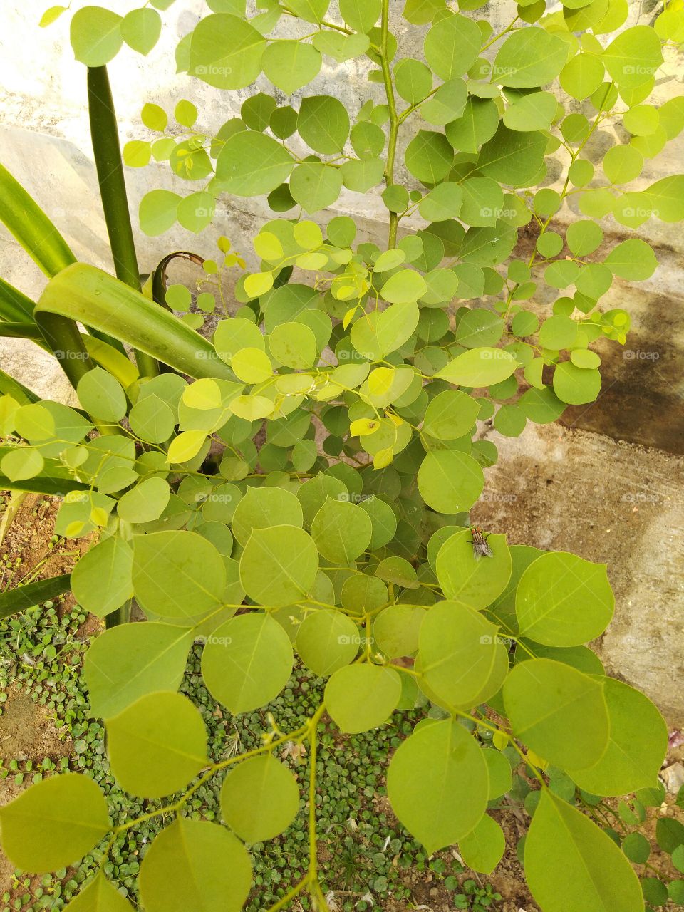 group of leaves