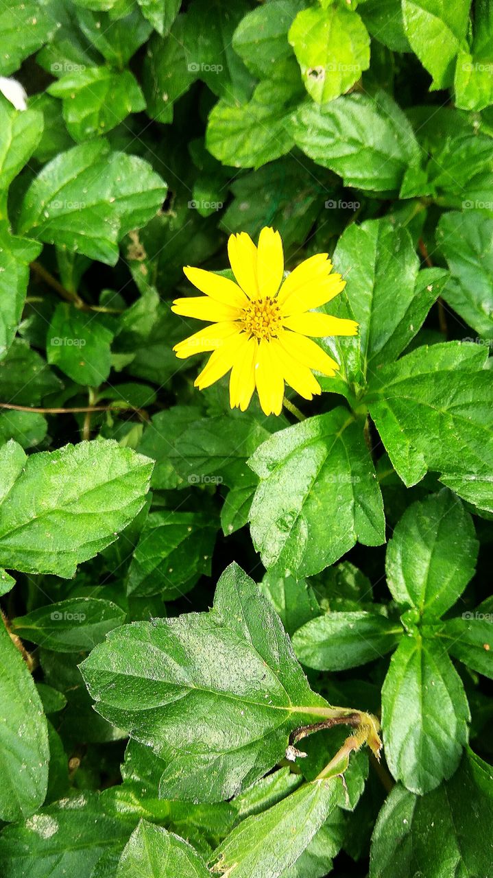 fine yellow Flower