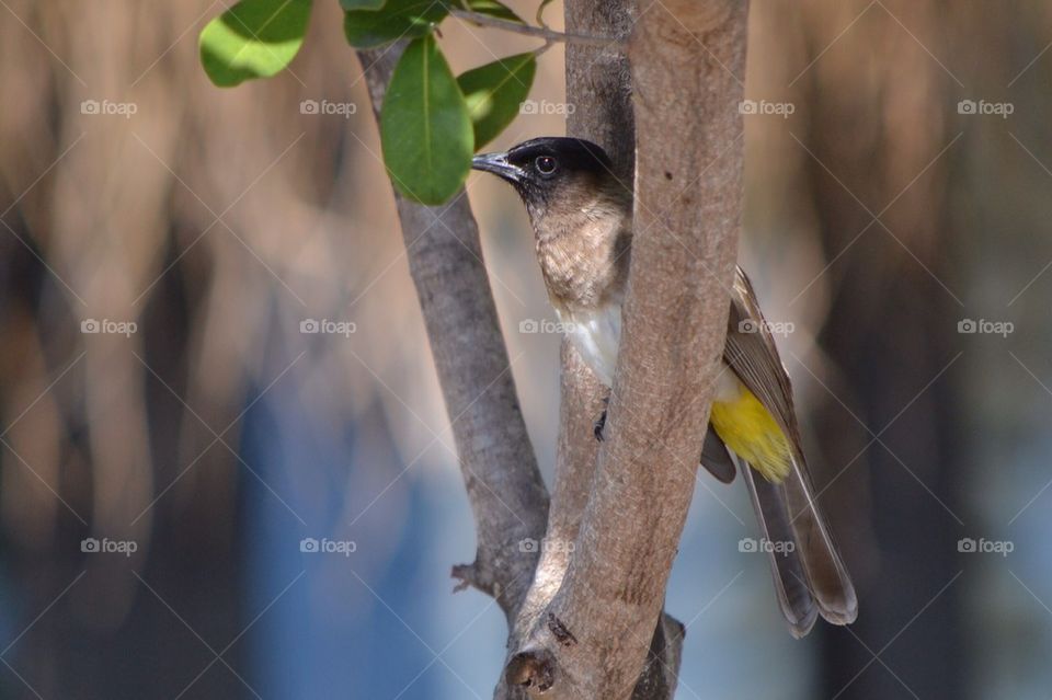 African bird