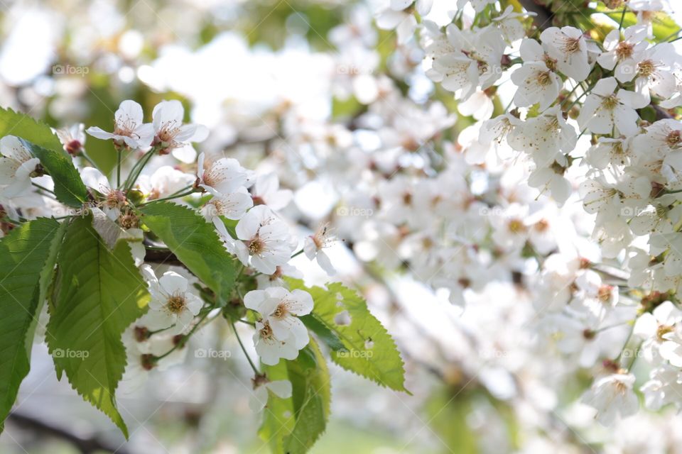 White flowering bush in the garden