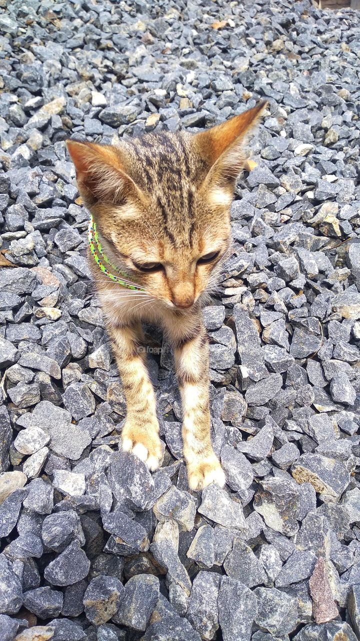 Kitten on small rocks