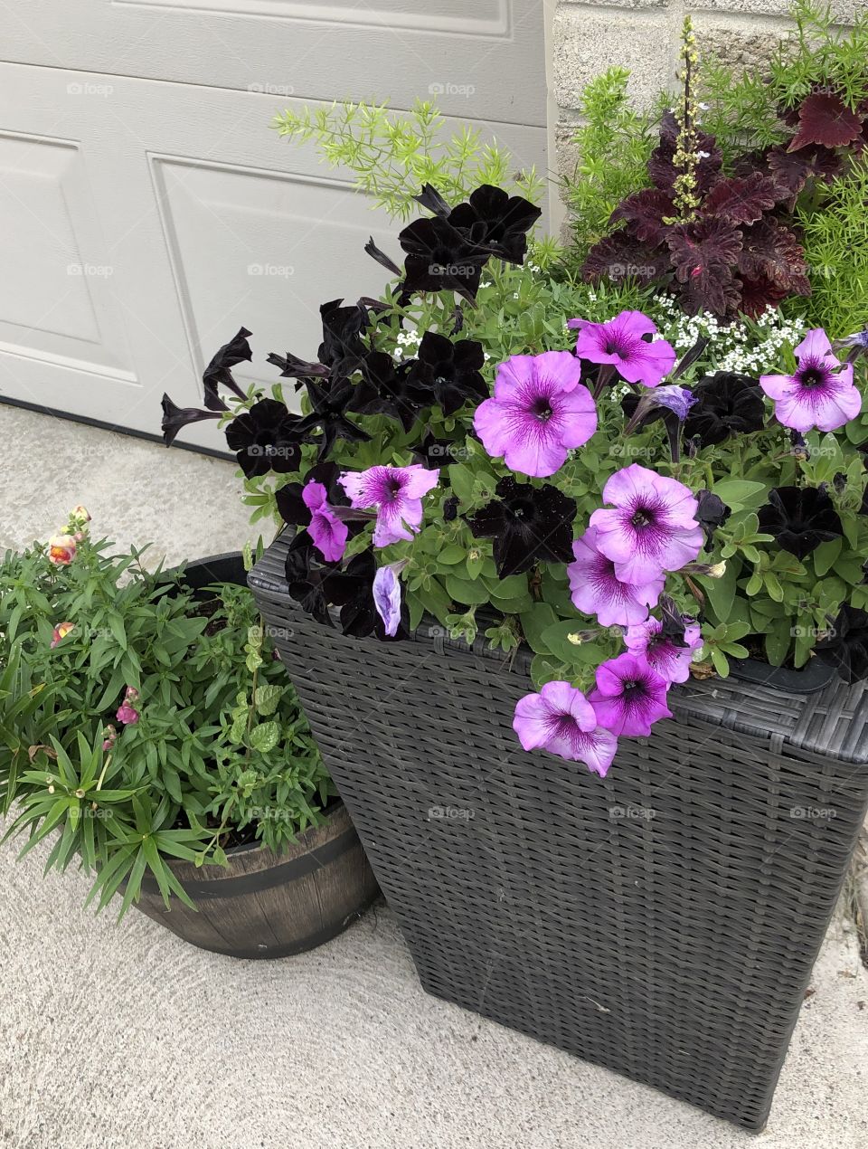Summer Plants and Flower Arrangement 