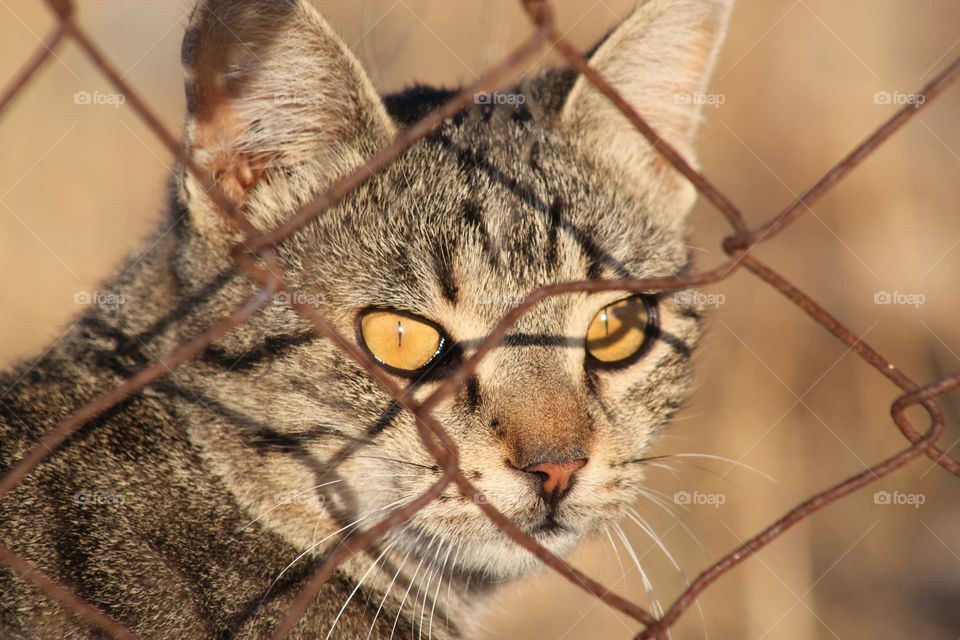 Island kitty