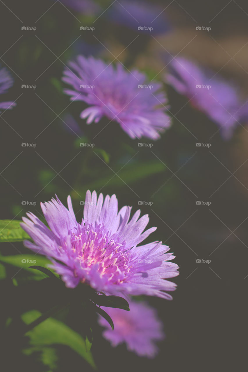 Beautiful Purple Flowers