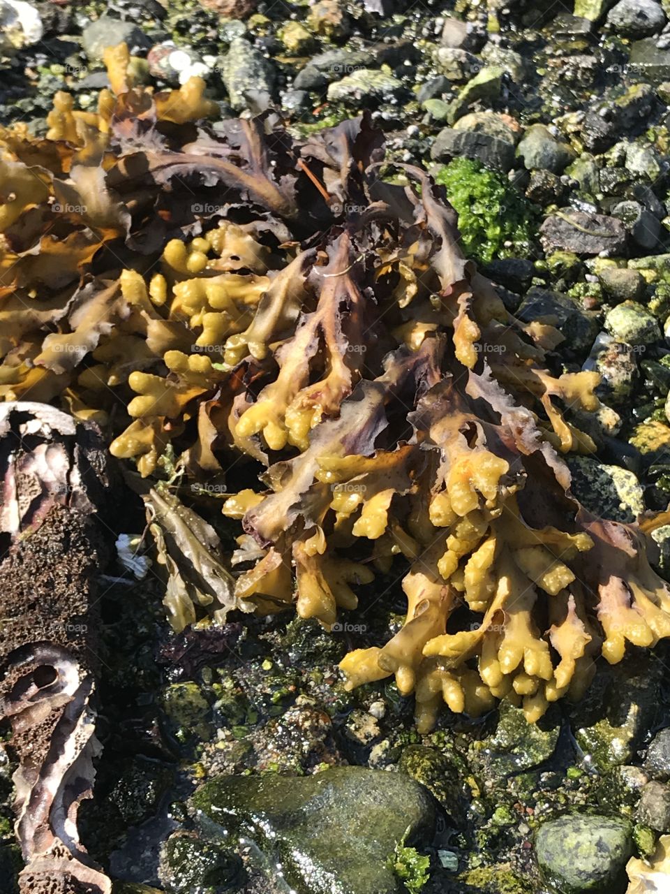 West coast seaweeds 