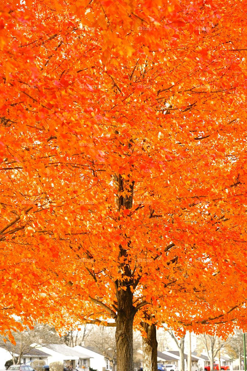 Autumn Neighborhood 