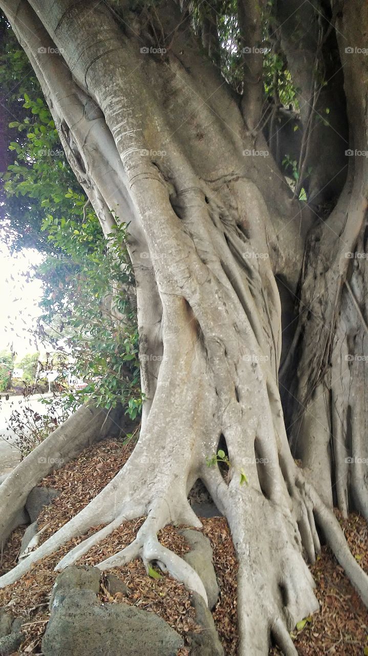 Banyan tree trunk
