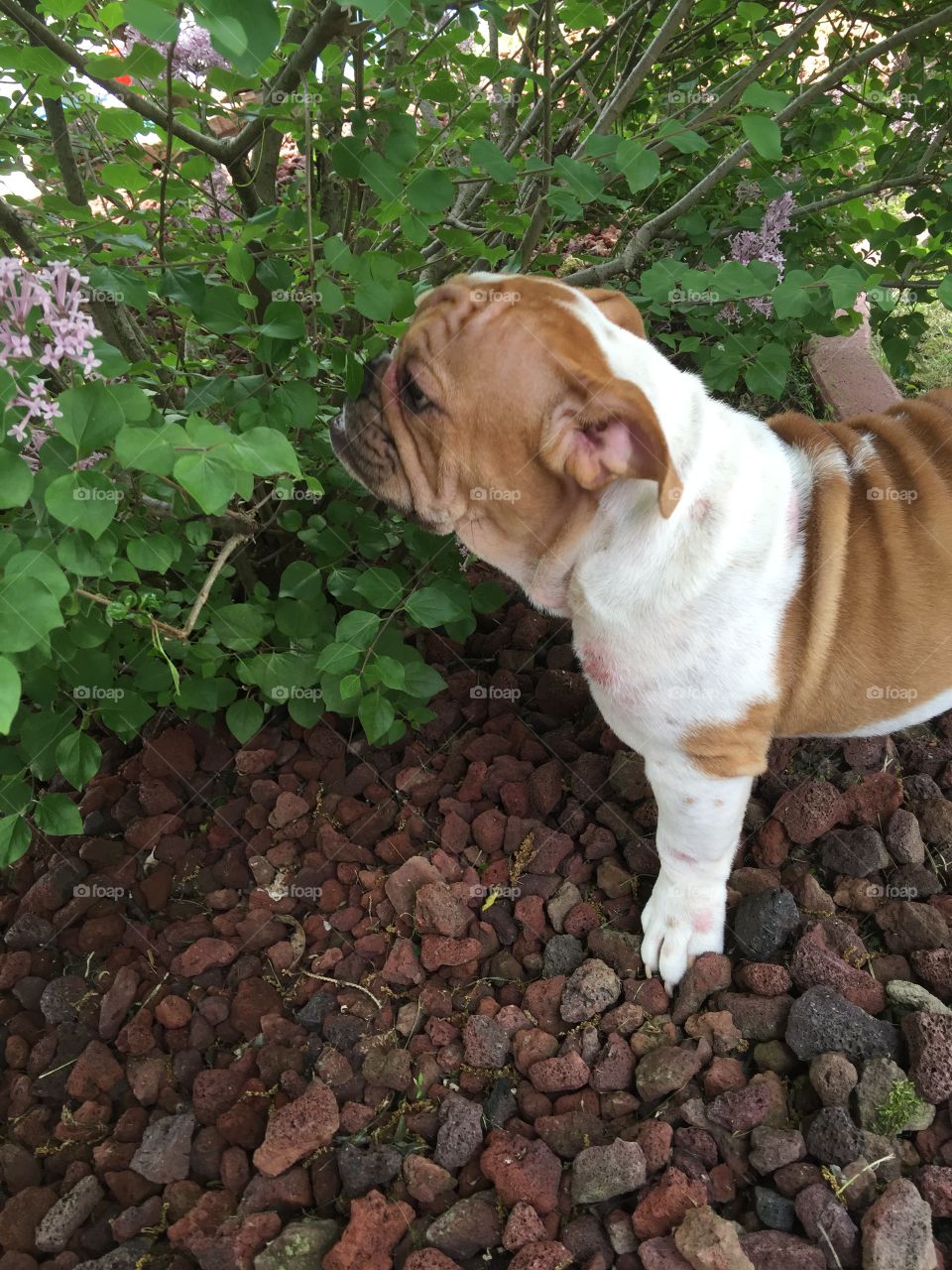 Smelling the Flowers
