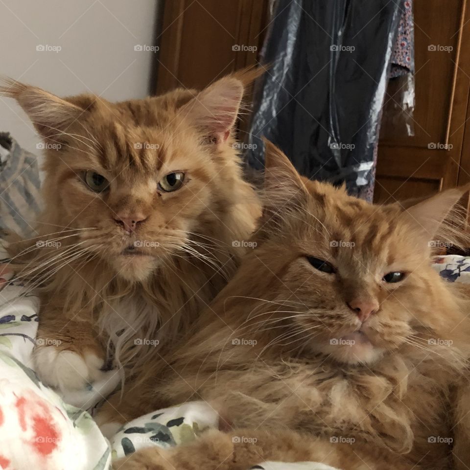 Maine Coon friends