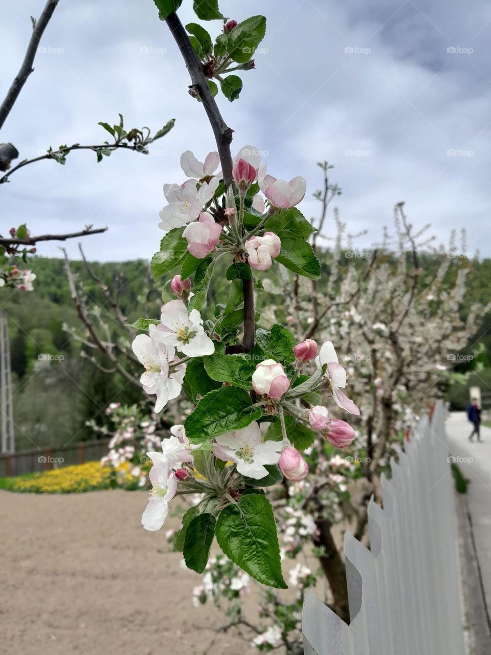Flowers in the tree