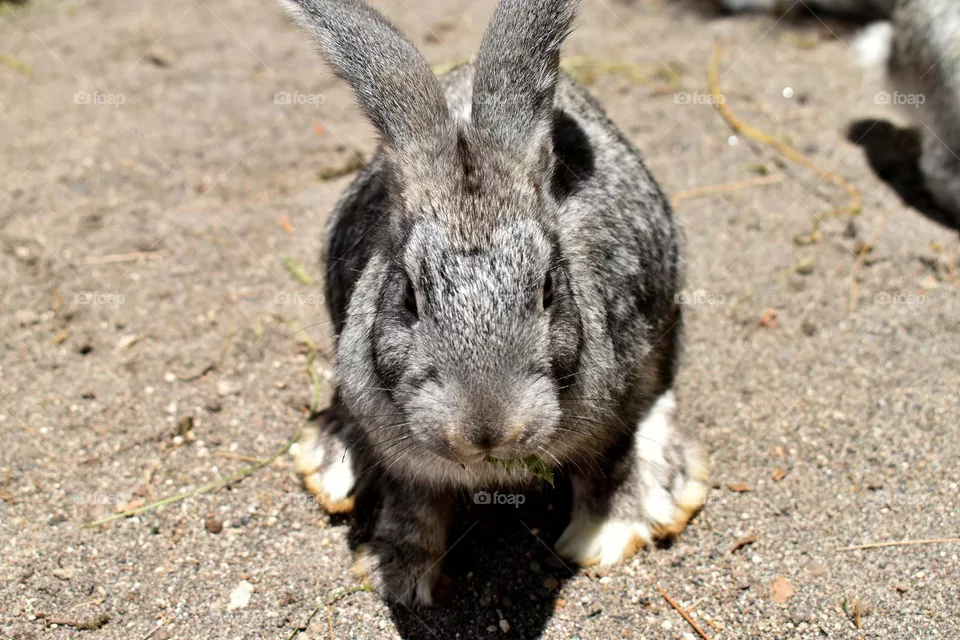 Rabbit 