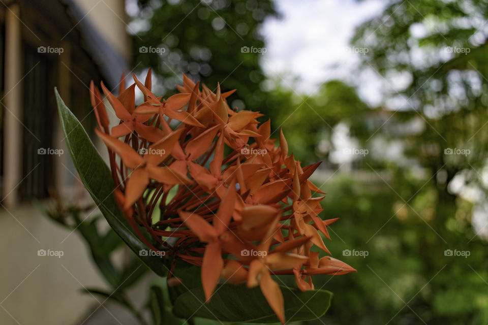 beautiful flower in the garden