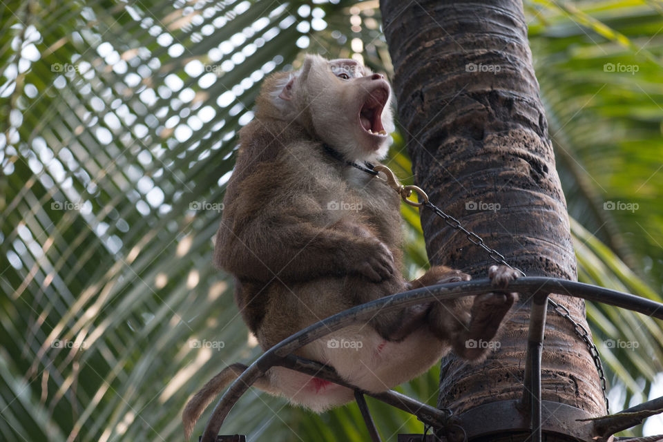 Wildlife, Tree, Nature, Monkey, No Person