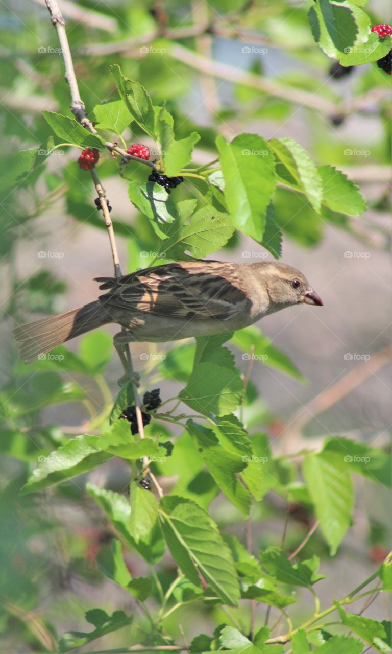 Sparrow on blackberry bush in June 