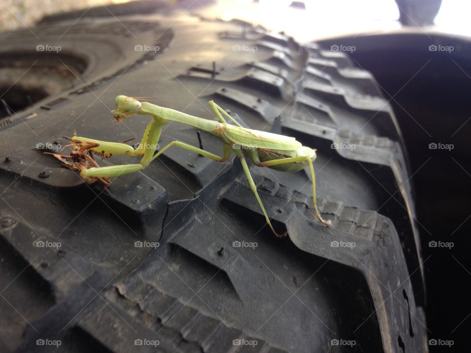 Praying mantis. Praying mantis having dinner on my 4x4 jeep