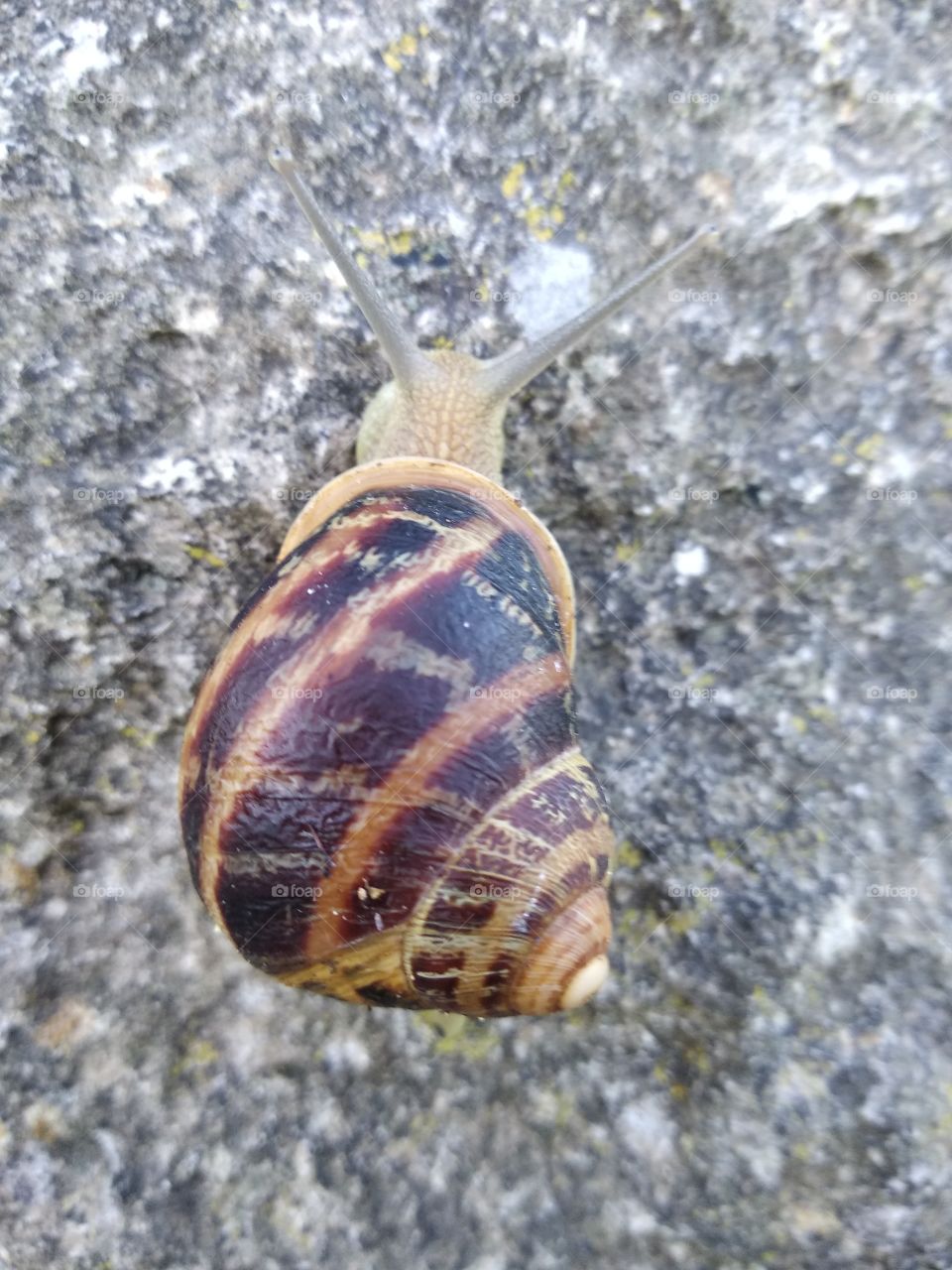 Snail