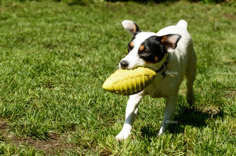 Cute little dog carrying a big toy football - black and white young Jack Russell Terrier breed in garden enjoying summer play time motion photo with floppy ears in air