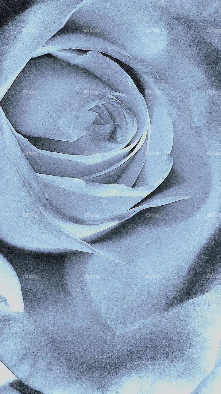 black-white rose