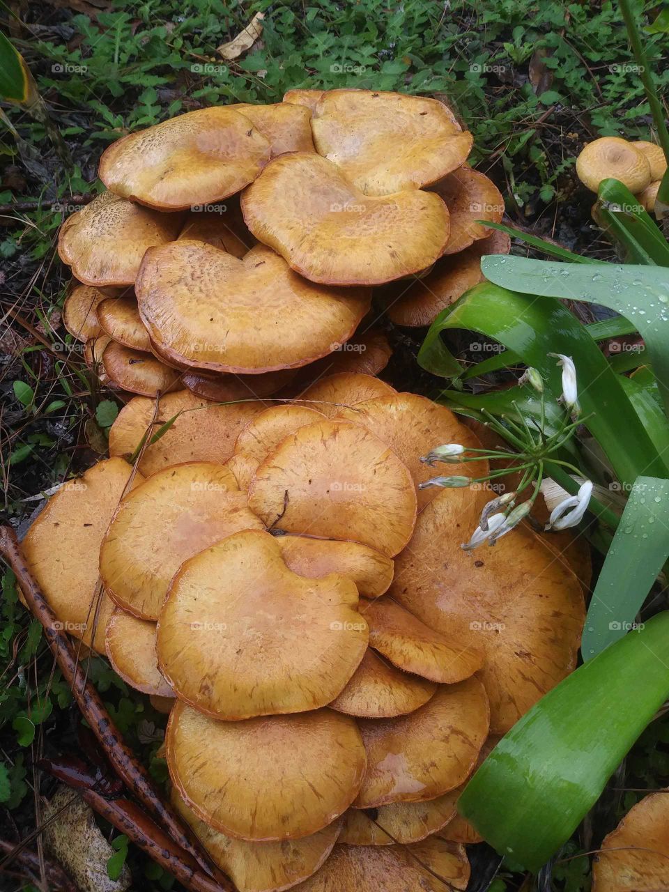 Cluster of Orange Brown Smooth Mushroom Caps Growing Next to Green Foliage and Plants