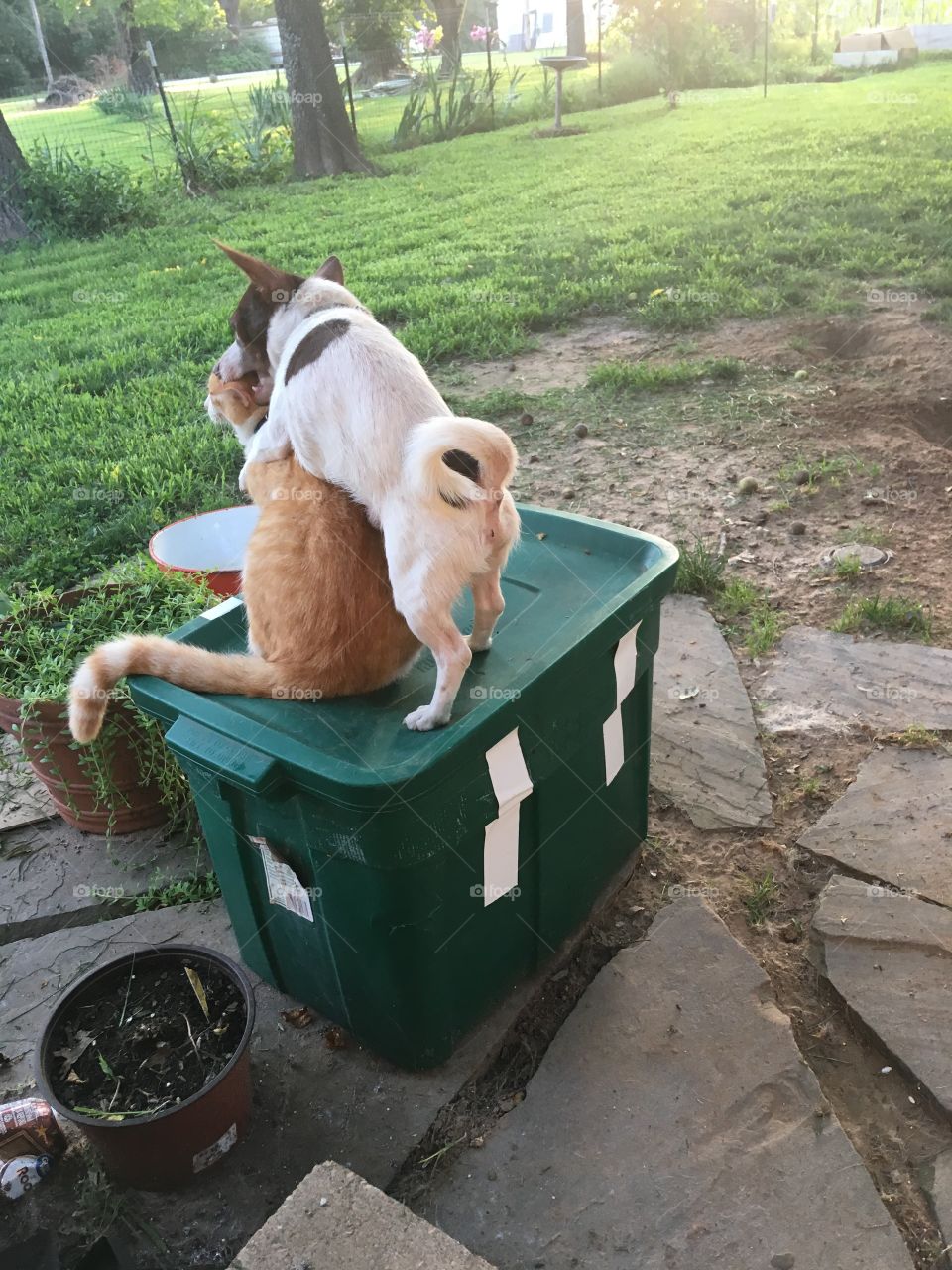 Come on bro let’s play or do you want me to chew your ears off? Come on let’s go!