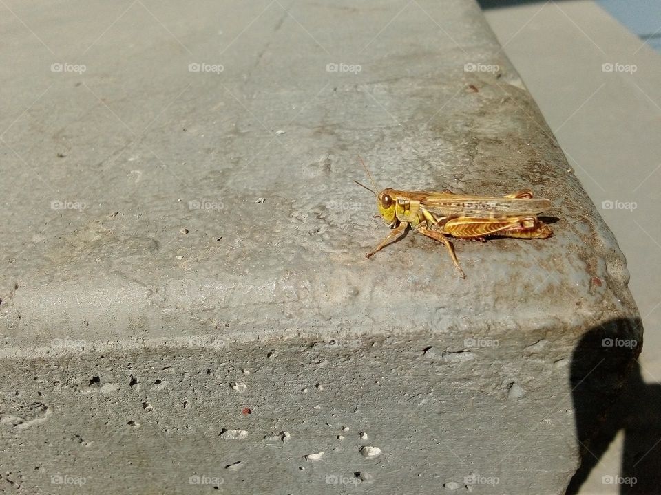 A Cricket on the Step