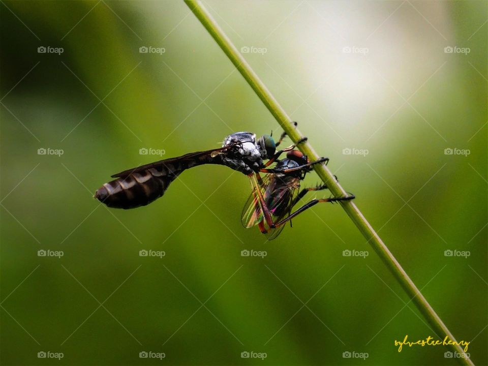 Leptogaster with prey