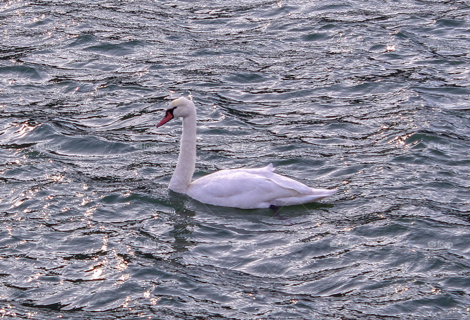 A beautiful swan in the lake of Piatra Neamt, city of Romania.