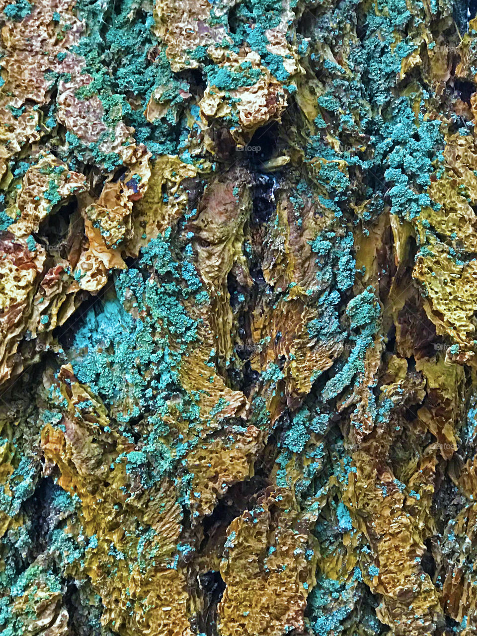 A closeup of an old fir tree encrusted with lichen and moss. The photo is only slightly colour enhanced with some desktop tools. The bark is yellowish brown with yellow-green moss and cyan lichen. 