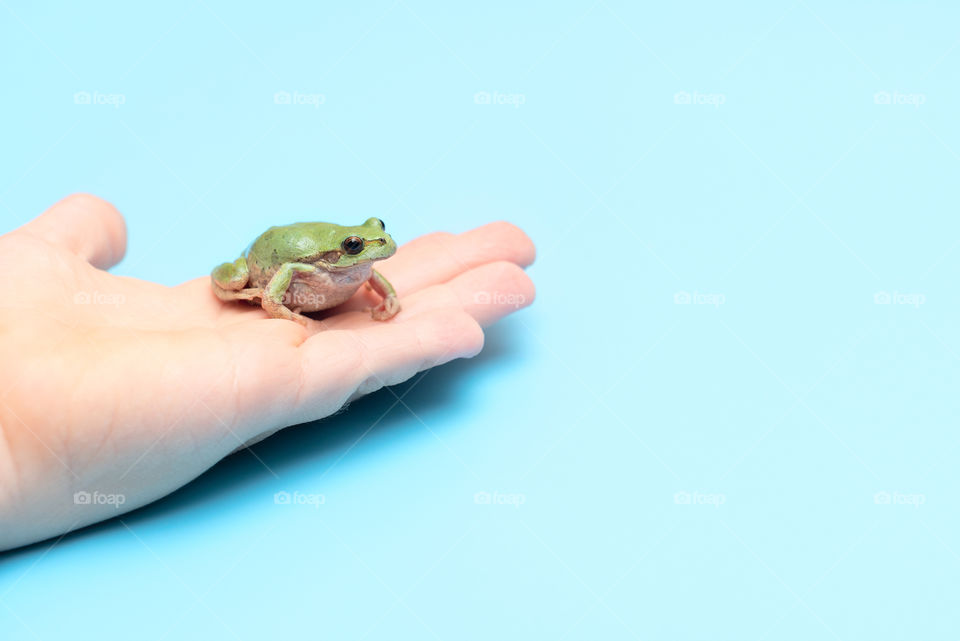 Small green frog on the hand on blue background. 