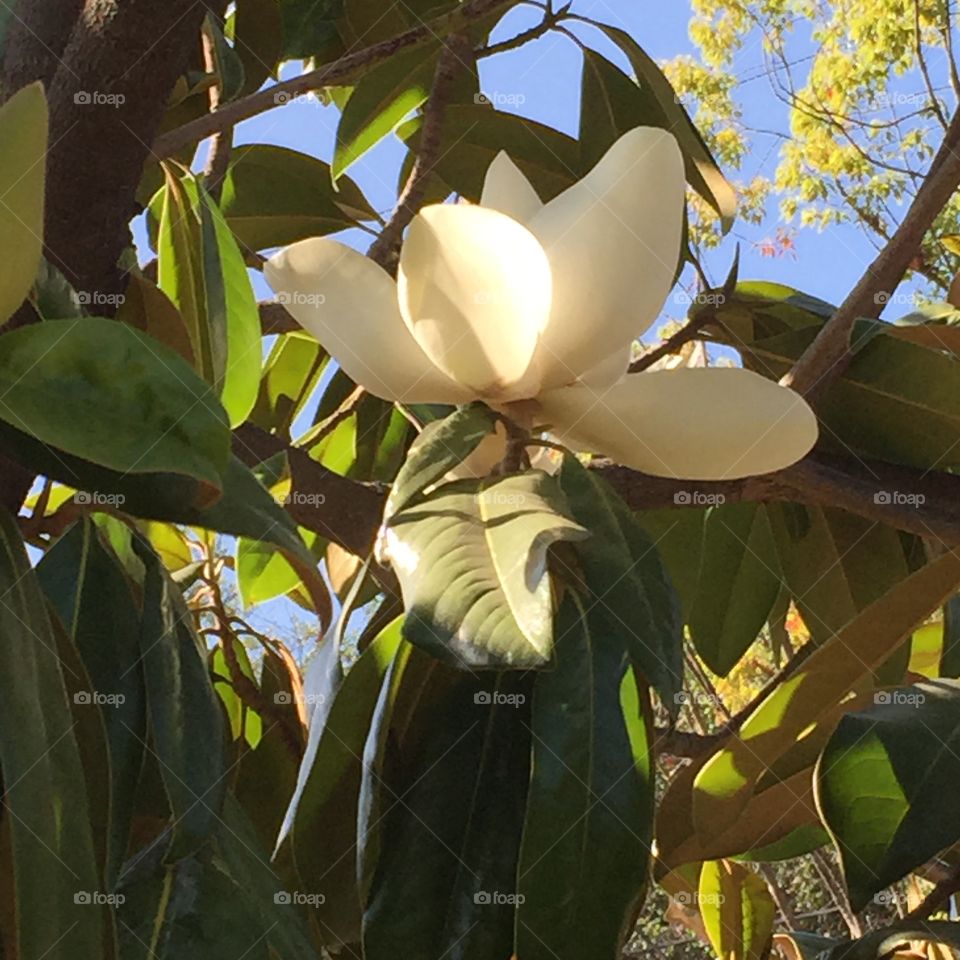 Magnolia . Magnolia trees