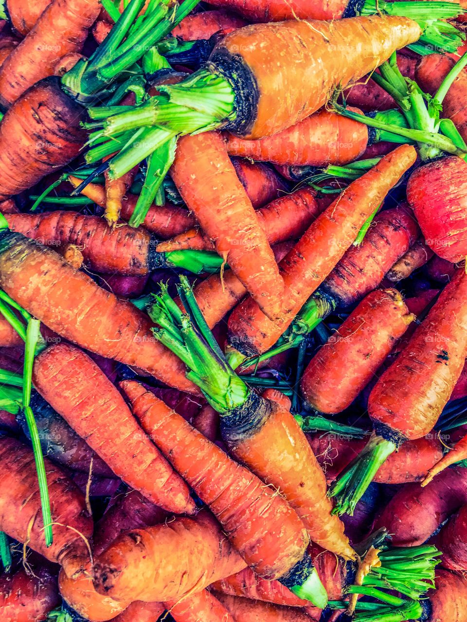 Fresh carrots from the market 