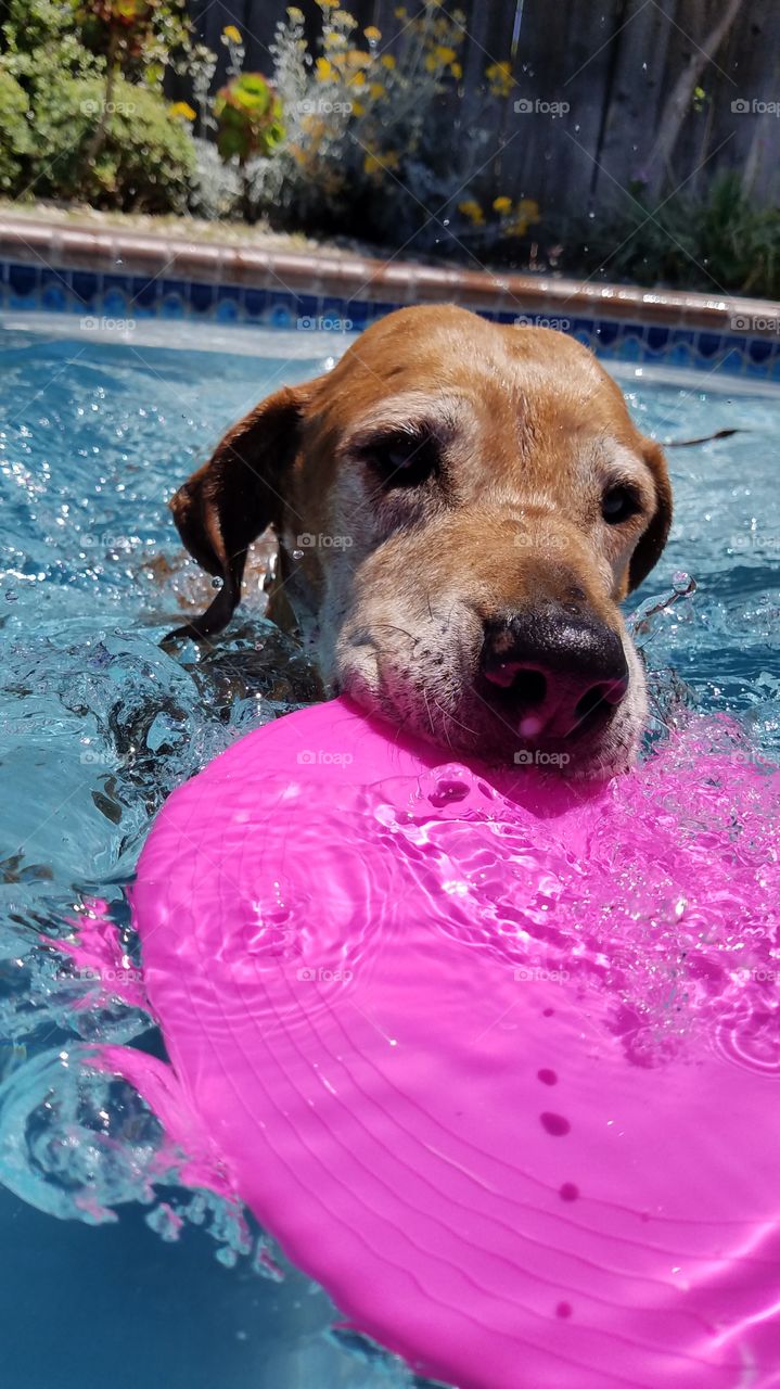 swimming frisbee catch
