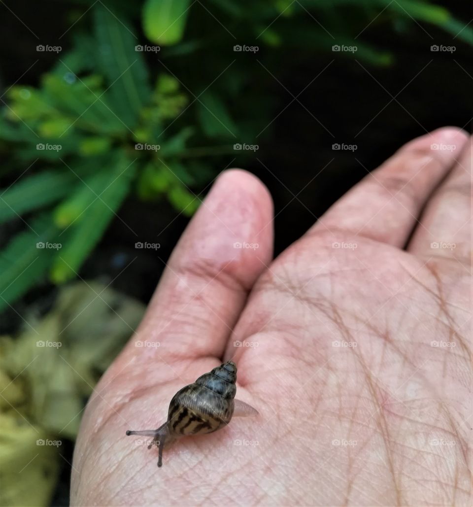 A land Snail: A giant African snail (early stages), A snail on hand
