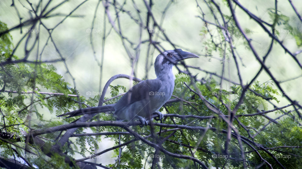 Hornbill having a rest before moving on to better places.