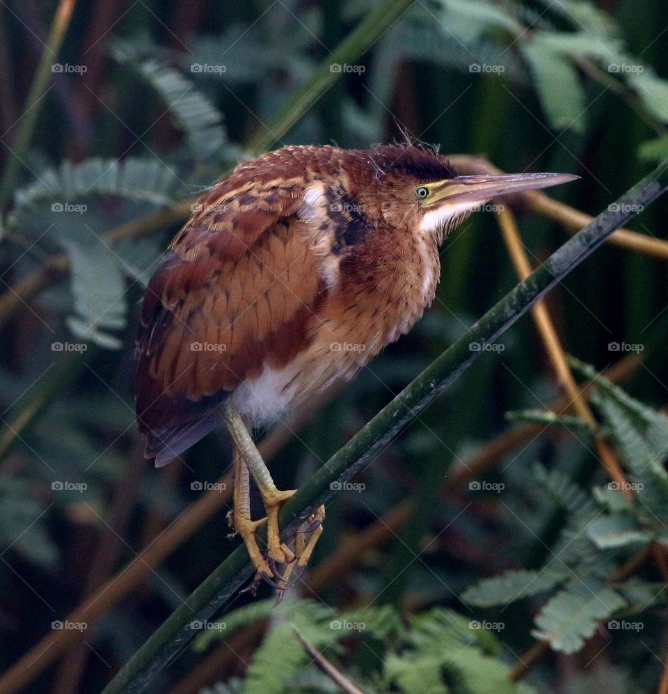 Juvenile Least Bittern in Reeds
