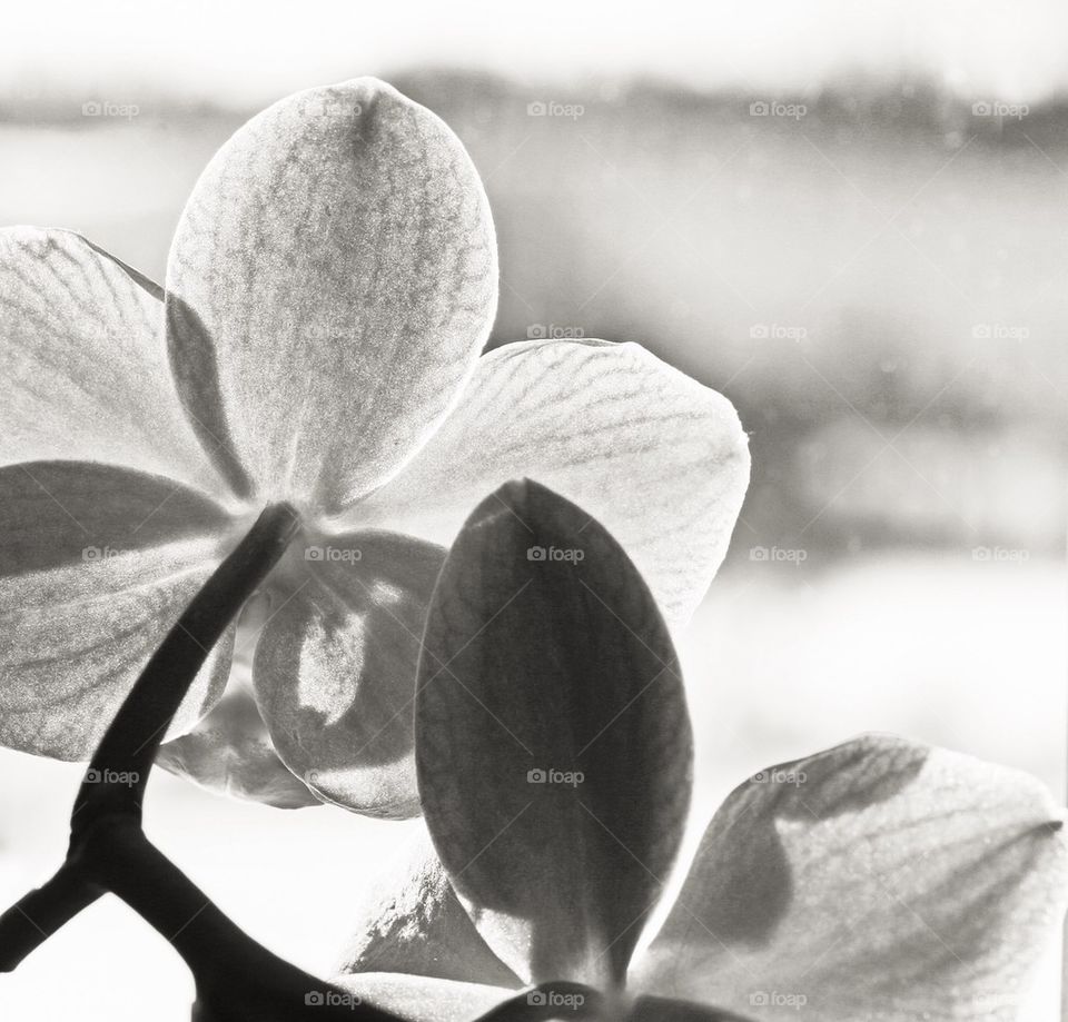 Black and white orchid