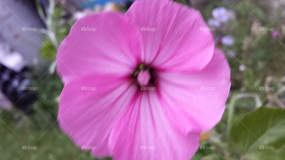 Pink flower power