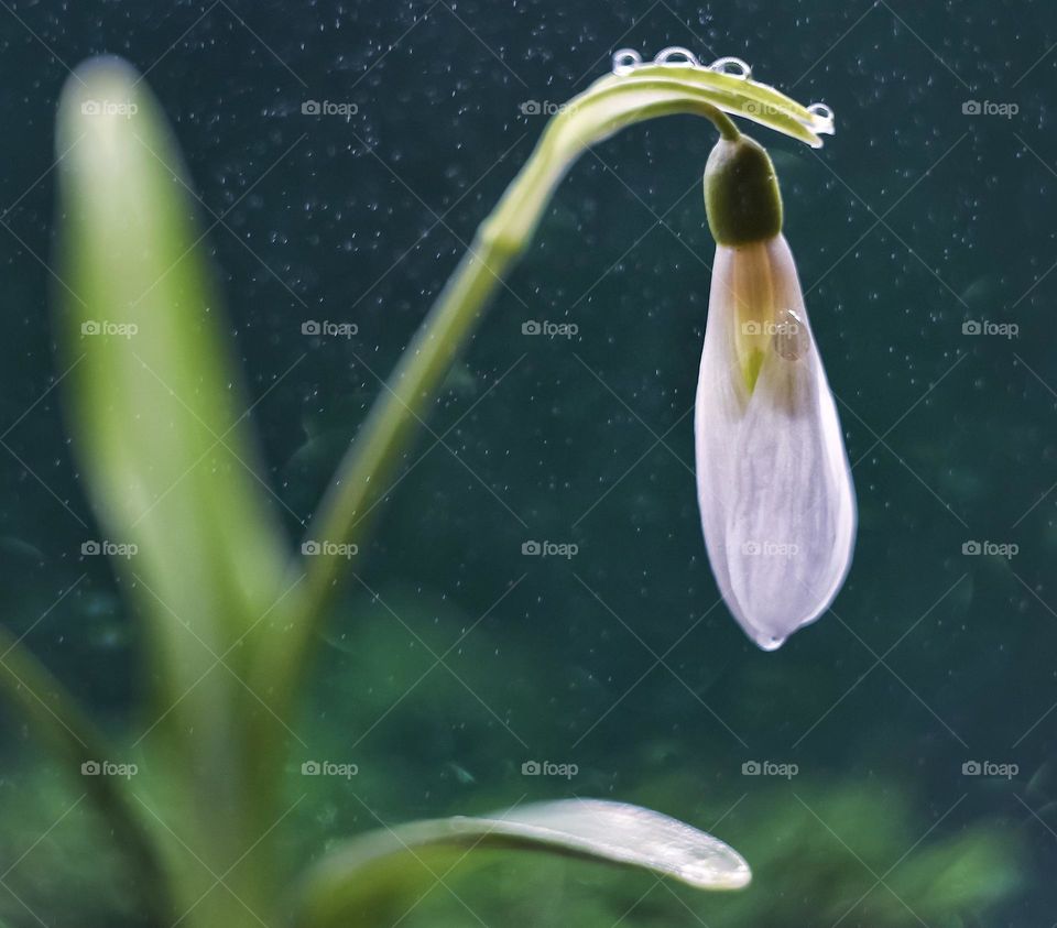 snowdrop in drops