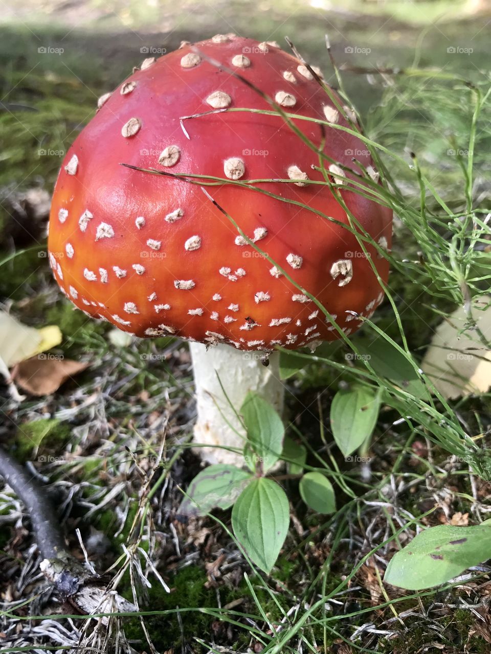 Poisonous mushroom but so beautiful!