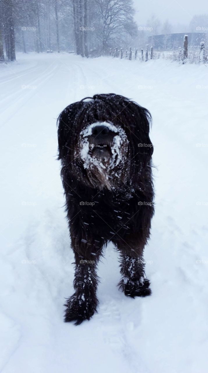 Dog in the snow